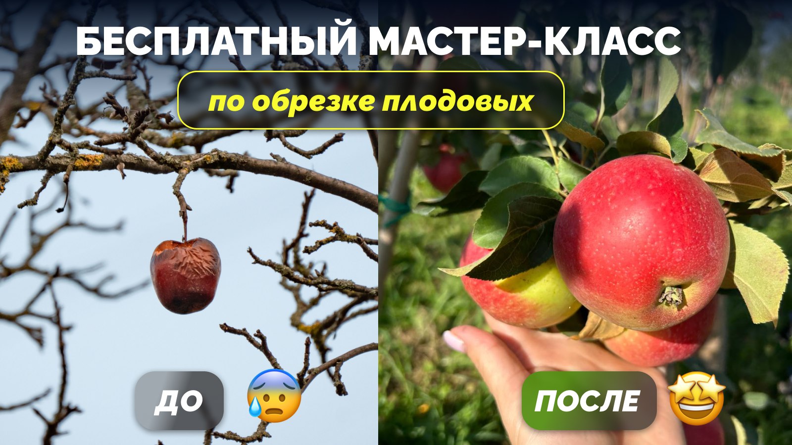 Мастер-класс по обрезке деревьев