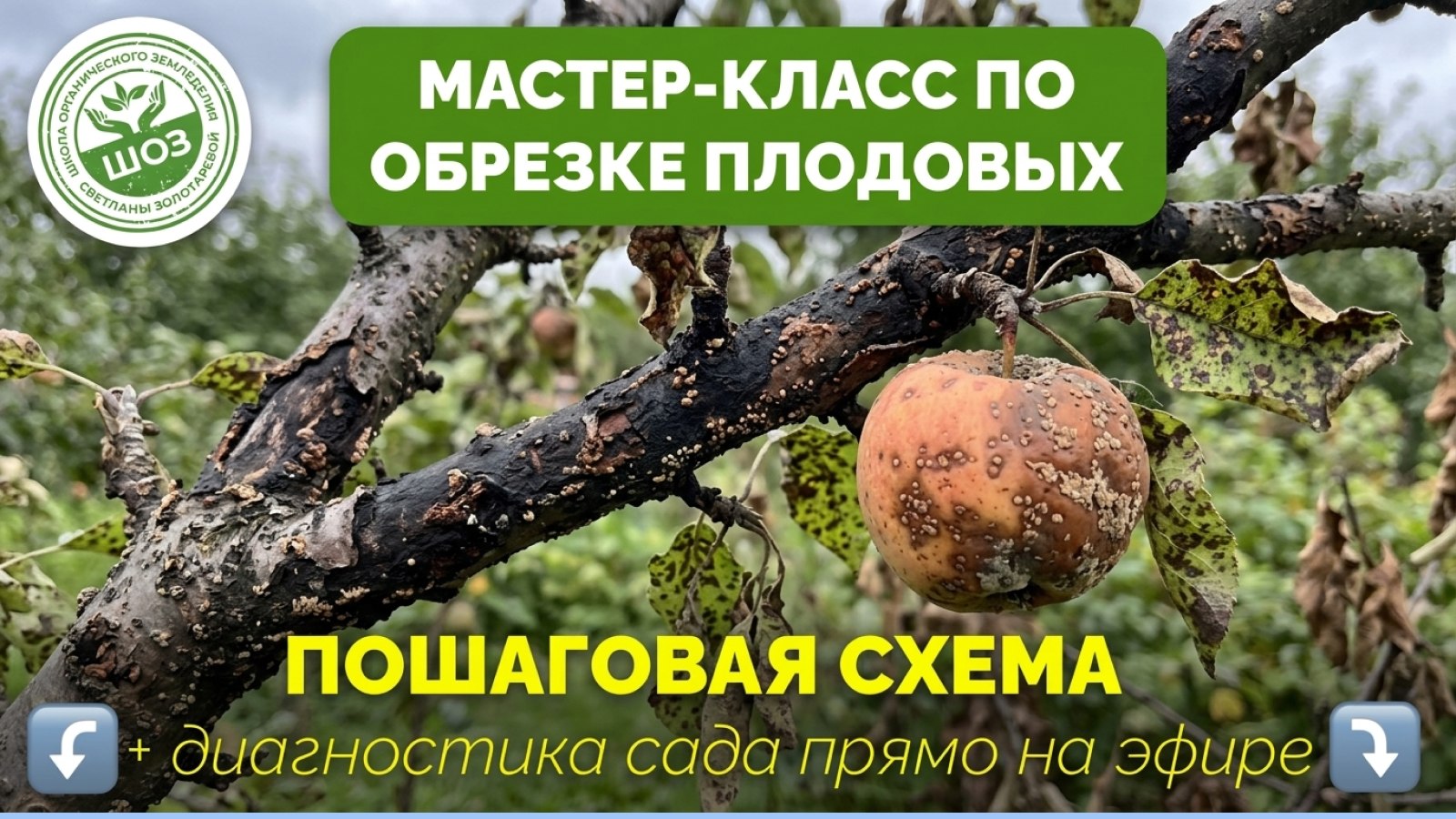 Мастер-класс по обрезке деревьев